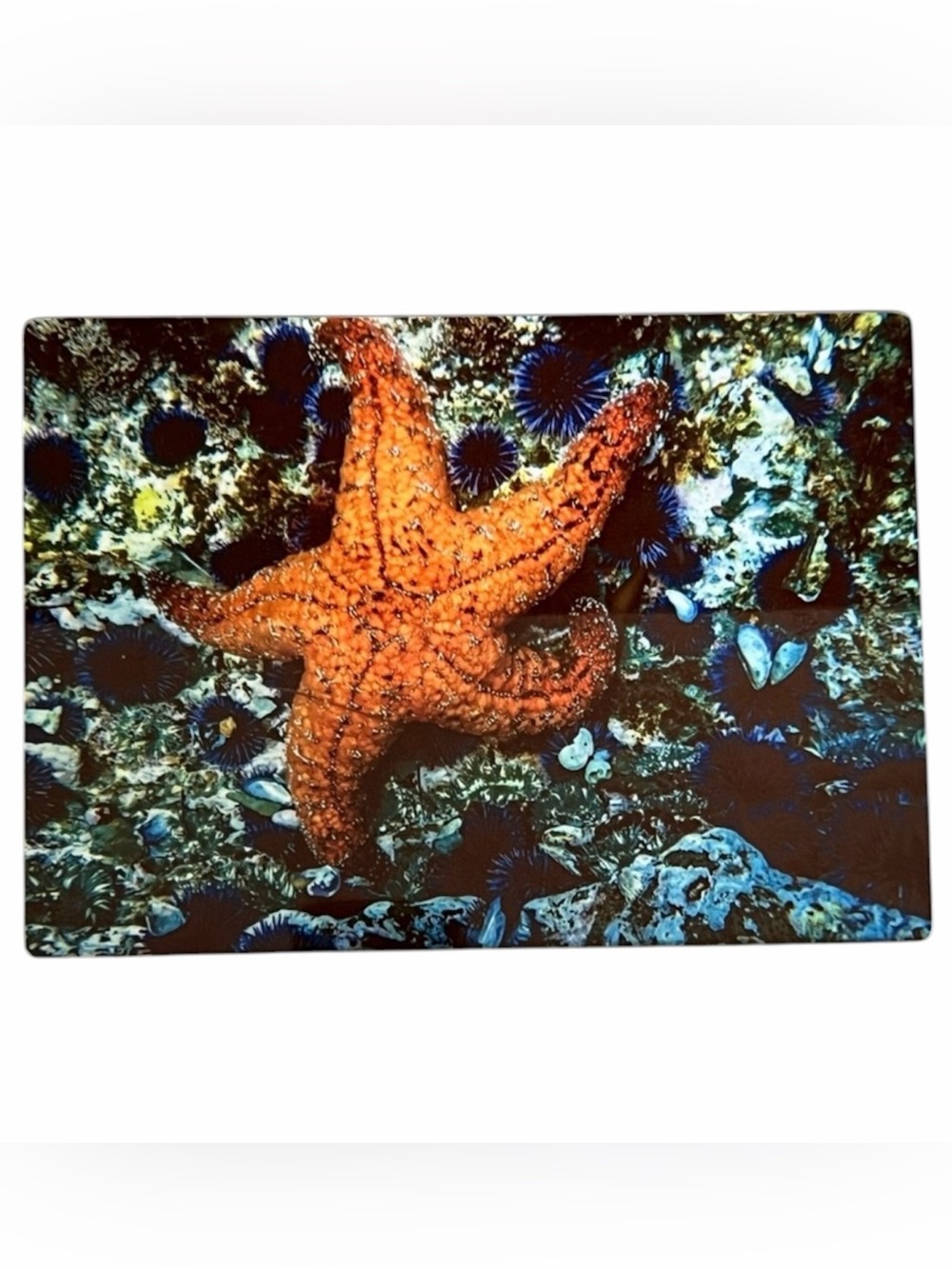 Photo Tin Laguna Beach Artist Signed Sea Star Photo 5x7 Starfish Interior Decor